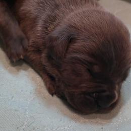 Boy 4 - Gray male Cane Corso puppy in Nashville, Tennessee from Prestigious K9