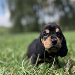 Purple collar girl - Basset Hound puppy in Saint Clair, Michigan from Gregg Hounds