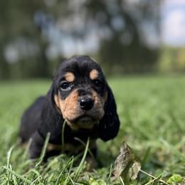 Purple collar girl - Basset Hound puppy in Saint Clair, Michigan from Gregg Hounds