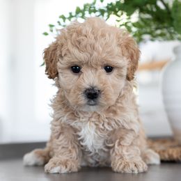 Maltipoo, Shichon, and Shihpoo Puppies from Timbercreek Puppies