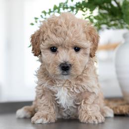 Maltipoo, Shichon, and Shihpoo Puppies from Timbercreek Puppies