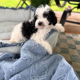 Callum - Parti male Goldendoodle puppy in Cocoa, Florida from The Beach Doodles