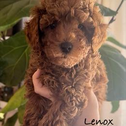 Lenox - Red  male Poodle puppy in Traverse City, Michigan from Riyem Wildflower Farms