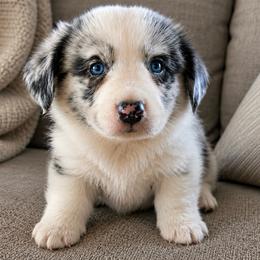 Wrangler - Blue merle and white male Cardigan Welsh Corgi puppy in Kerens, West Virginia from Leather & Lace