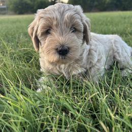 Freedom - Parchment female Labradoodle puppy in Manchaca, Texas from Heartrock Labradoodles