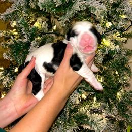 Bell - Black and white female Sheepadoodle puppy in Tennessee, Illinois from The Artman Family