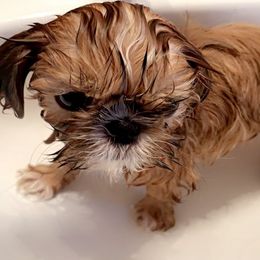 Shih Tzu Puppies from Shih Bears