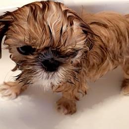 Shih Tzu Puppies from Shih Bears