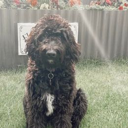 Bernedoodles and Labradoodles from Blue Jean Doodles