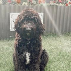 Bernedoodles and Labradoodles from Blue Jean Doodles