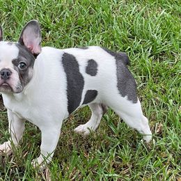 Bulldogs and French Bulldogs from Love That Bulldog Hicks Family Division