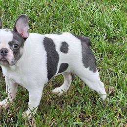 Bulldogs and French Bulldogs from Love That Bulldog Hicks Family Division