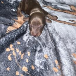 Jesse - Red male Dachshund puppy in La Junta, Colorado from Royal King’s Mini Dachshunds
