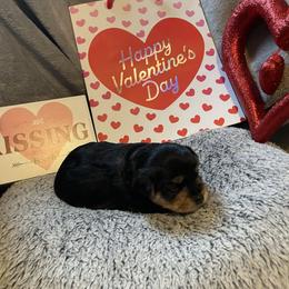 Ava yellow - Black and tan female Yorkshire Terrier puppy in Taylorsville, North Carolina from Mountain Top Hot Tailz