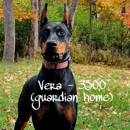 Bane - Black and rust male Doberman Pinscher puppy in Aurora, Indiana from Double-Take Doberman Kennels