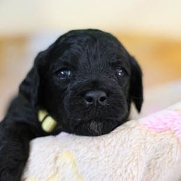 Cockapoo Puppies from JP Cockapoos LLC