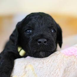 Cockapoo Puppies from JP Cockapoos LLC