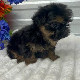 Waffle - Black and tan male Shih Tzu puppy in Elgin, South Carolina from Silver Bells Paw Prints