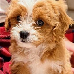 Bernedoodle and Cavapoo All Grown Up from FIRMAN & INA TROYER