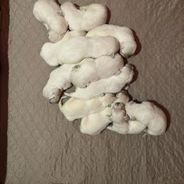 Golden Retriever Puppies from Shady Creek Goldens