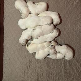 Golden Retriever Puppies from Shady Creek Goldens
