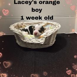 Lacey's orange boy - Parti male Yorkshire Terrier puppy in Inverness, Florida from Luvayorkie&more