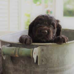 Boykin Spaniel Puppies from BoykinsNBoat