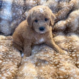 Bentley - Cream female Goldendoodle puppy in Payson, Utah from Country Sky Doodles
