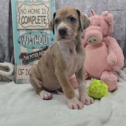 Shock - Merle female Great Dane puppy in Caldwell, Idaho from Miner's Dynamic Danes