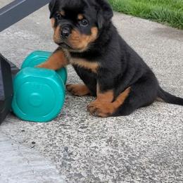 Rottweiler Puppies from Iron Clad Rottweiler