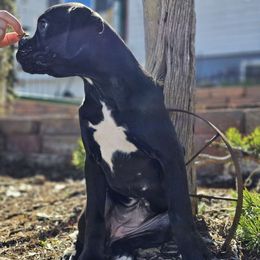 Tan - Brindle Boxer puppy in Buffalo, Wyoming from Jtbuckingham Boxers