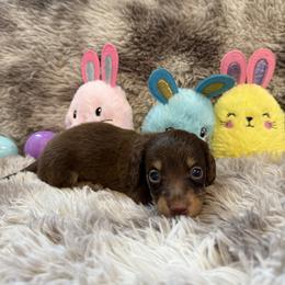 Titan - Chocolate and tan male Dachshund puppy in Stilwell, Oklahoma from B & K Dachshunds