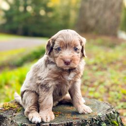 Bernedoodle Puppies from Ponderosa Puppy