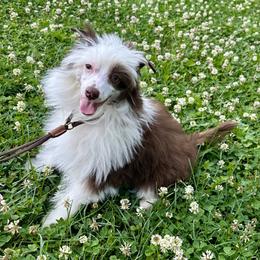 Chocolate and white pp - Chocolate male Chinese Crested puppy in Rockvale, Tennessee from Cosmic Chinese Cresteds & Wind-Echo Poodles