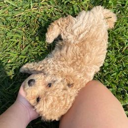 Poodles from Piper’s Poodle Puppies