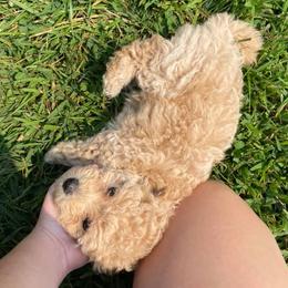 Poodles from Piper’s Poodle Puppies