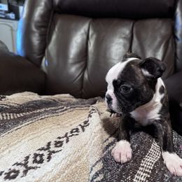 Girl 1 - Brindle and white female Boston Terrier puppy in Clarksville, Tennessee from Circle P's Boston Terriers