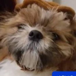 Jarvi - Shih Tzu