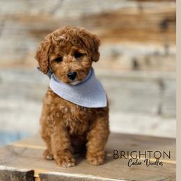 Goldendoodle Puppies from Cedar Doodles
