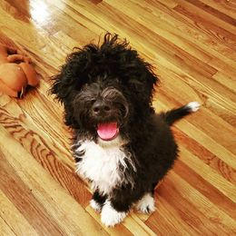 Portuguese Water Dog Puppies from Prestige Portuguese Water Dogs
