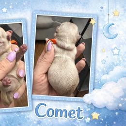 Comet - Lilac male Shih Tzu puppy in Connersville, Indiana from Royal Blossom Shihtzus