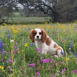 Tate - Cavalier King Charles Spaniel