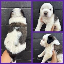 Purple - Mahogany and white female Saint Bernard puppy in Ladysmith, Wisconsin from Northwoods Saint Bernards