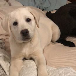 Labrador Retrievers from Big League Labradors