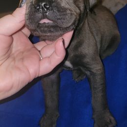 Cane Corso Puppies from Hardradas Dynasty Cane Corso
