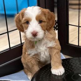 Frost - Caramel male Australian Labradoodle puppy in Oregon from Forever Loyal Labradoodles