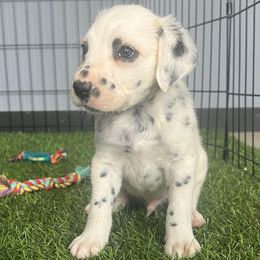 Poe Long Coat LUA - White and black male Dalmatian puppy in Sedalia, Missouri from Missouri Dalmatians