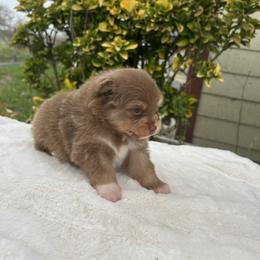 Waylon Jennings - Chocolate and tan male Pomeranian puppy in Sandia, Texas from Broken Arrow Poms
