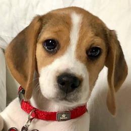 Beagle Puppies from Beam's Beagles