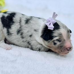 Purple collar - Blue merle female Aussiedoodle puppy in 32046, Florida from River Hill Ranch
